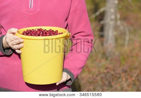 The Yellow Bucket Of The Wild Cranberry (oxycoccus) Is In Female Hands In Outdoors.