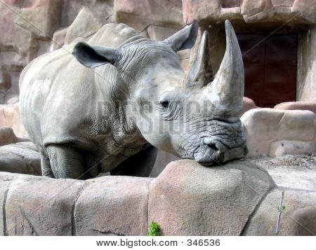 Rino