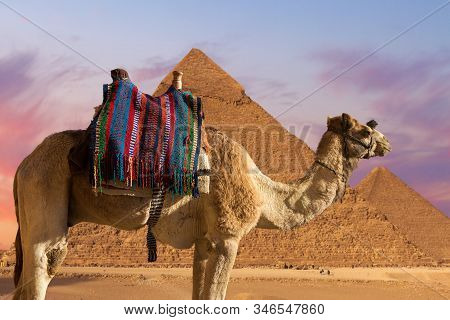 Foreground Of A Camel Dromedar Against The Backdrop Of The Great Pyramids, View Of The Sunset Sky In
