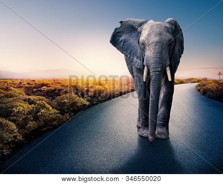Conceptual Photograph Of Huge African Male Elephant Standing In Middle Of Black Asphalt Road. Surrea