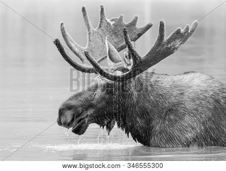 Wild Moose Living In The Forests Of The Colorado Rocky Mountains. Monochrome Treatment Of A Bull Moo