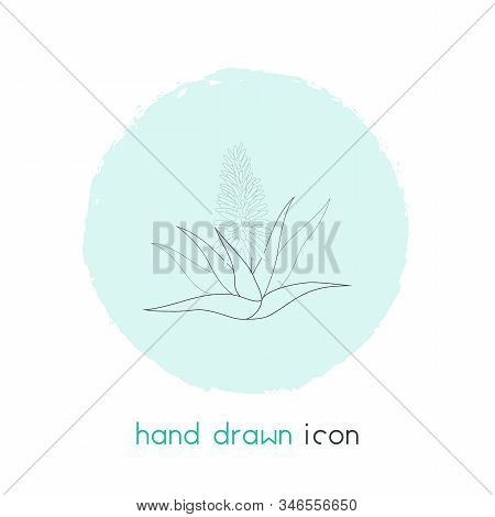 Aloe Vera Icon Line Element. Illustration Of Aloe Vera Icon Line Isolated On Clean Background For Yo