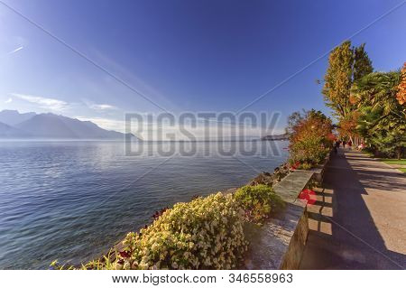 Plants And Flowers On The Lakeside Of Geneva Leman Lake At Montr