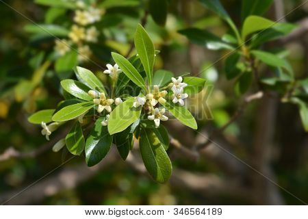 Kohuhu Leaves - Latin Name - Pittosporum Tenuifolium