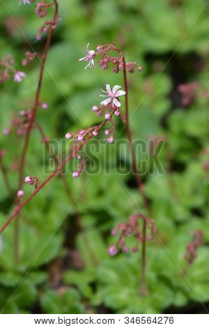 Pyrenean Saxifrage - Latin Name - Saxifraga Umbrosa