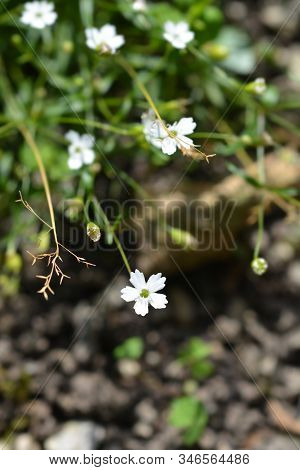 Alpine Catchfly Flower - Latin Name - Silene Alpestris (heliosperma Alpestre)