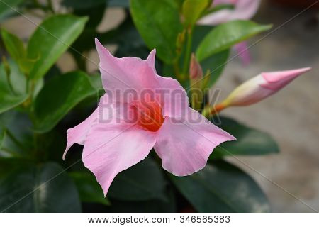 Mandevilla Sundaville Cream Pink Flower - Latin Name - Mandevilla (dipladenia) Sundaville Cream Pink
