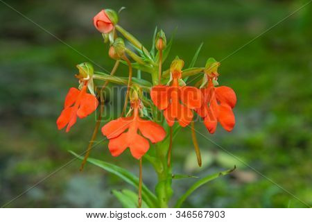 Orange Habenaria Rhodocheila Hance Wild Orchid At Waterfall In Thailand