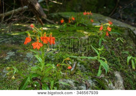Orange Habenaria Rhodocheila Hance Wild Orchid At Waterfall In Thailand