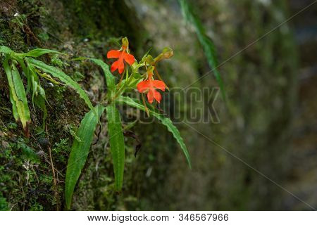 Orange Habenaria Rhodocheila Hance Wild Orchid At Waterfall In Thailand