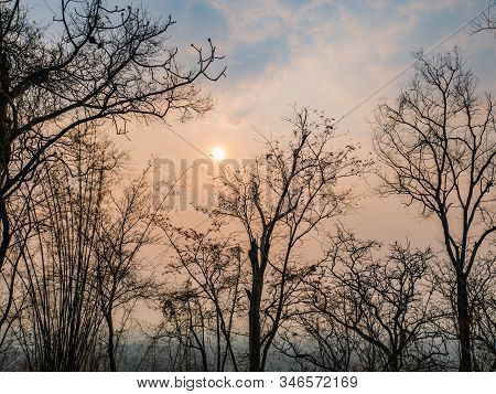 Silhouette Tree With Sunrise In The Morning On Phu Kradueng Mountain National Park In Loei City Thai