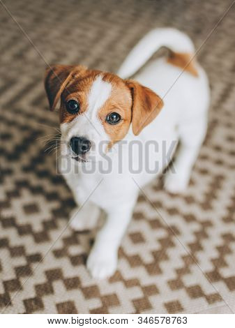 Adorable Puppy Jack Russell Terrier On The Capet At Home. Portrait Of A Little Dog.