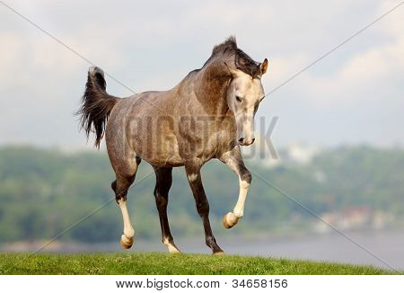 Arabian Horse