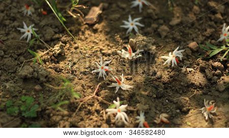 Shiuli Also Known As Nyctanthes Arbor-tristis Or Parijat Or Prajakt , Is A Beautiful Fragrant Night 