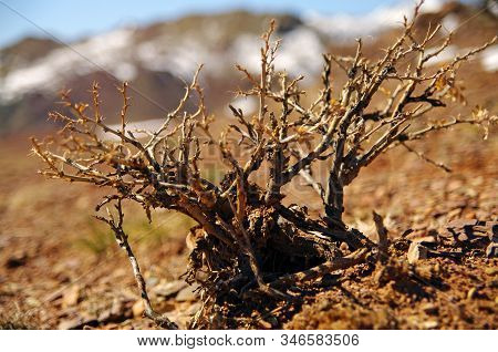 Camel Thorns Grown In Altai And Mongolian Steppe