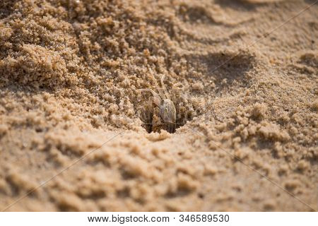 Crab On Karon Beach In Thailand, Phuket. Digs A Mink In The Sand