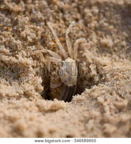 Crab On Karon Beach In Thailand, Phuket. Digs A Mink In The Sand