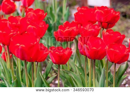Beautiful Bright Red Tulips In The Photo With A Blurred Background And Soft Focus Trick For Greeting