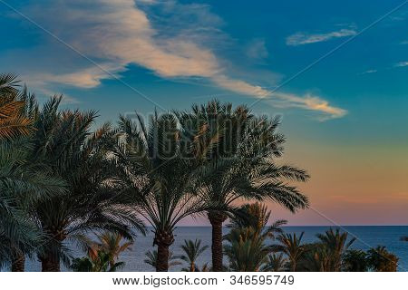 Beautiful Green Palm Trees Against The Sunset Sky With Light Clouds And Blue Sea. Tropical Idilic Ev