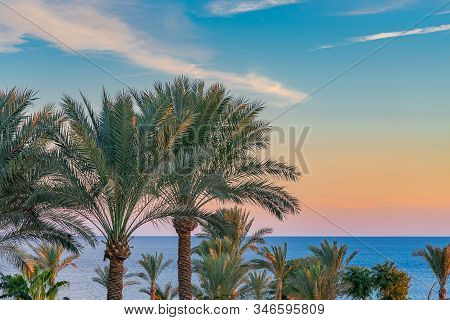 Beautiful Green Palm Trees Against The Sunset Sky With Light Clouds And Blue Sea. Tropical Idilic Ev