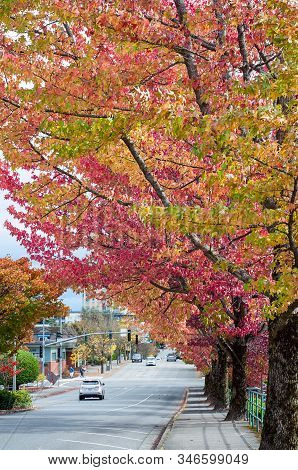 Bellevue, Wa Usa October 8, 2016:  Beautiful Fall Tree Lined Streets Are To Be Found In Downtown Bel