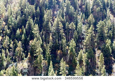Aerial View Over Green Pine Tree Forest Canopy On Himalayas Mountain Top. Pine Woods Forest Woodland