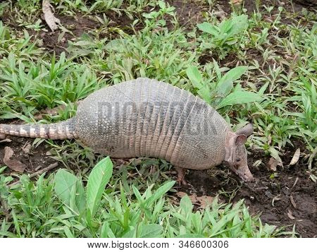 An Armadillo )dasypodidae) From The Amazon Region In Ecuador