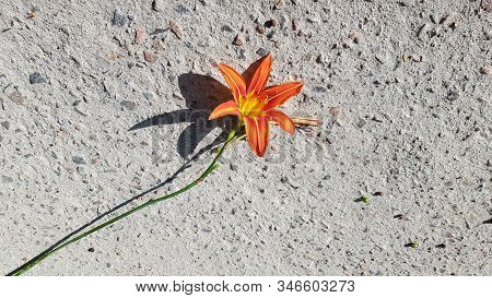 Orange Color Star Shape Flower Of Day-lily Closeup On Rough Cement Background With Dark Star Shape S