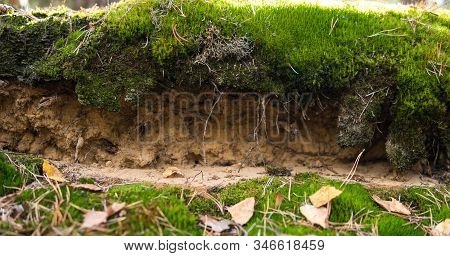 Detail Of Podzol Soil