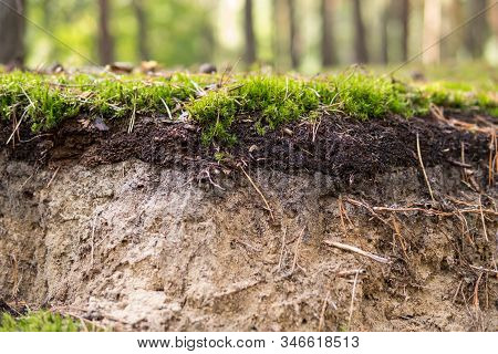 Detail Of Podzol Soil
