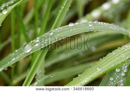 Bended Grass Halm With Dew Drops Close Up Picture