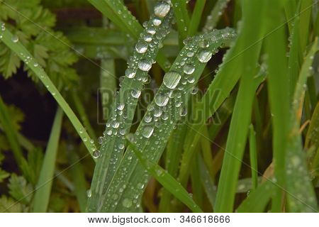 2 Green Grass Halms With Raindrops Makro Picture