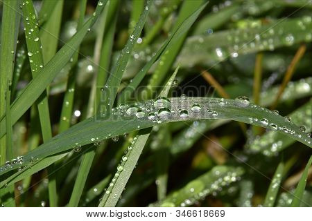 Shiny Waterdrops On Grees Grass Halm Close Up