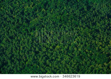 Green Aerial Top View Forest. Evergreen Spruce Pattern