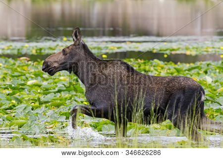 Wild Moose Living In The Forests Of The Colorado Rocky Mountains
