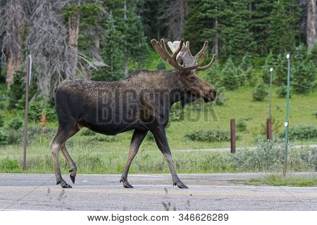 Wild Moose Living In The Forests Of The Colorado Rocky Mountains