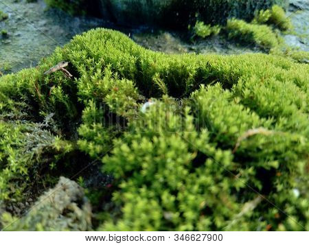 Mosses (bryophyte) On Rocks, They Are Characteristically Limited In Size And Prefer Moist Habitats