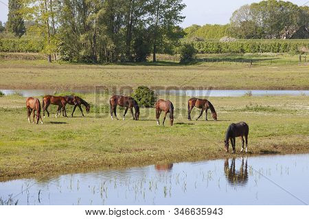 Brown Horses Graze In Floodplanes On Sunny Morning Near River Rhine In Vicinity Of Utrecht In The Ne