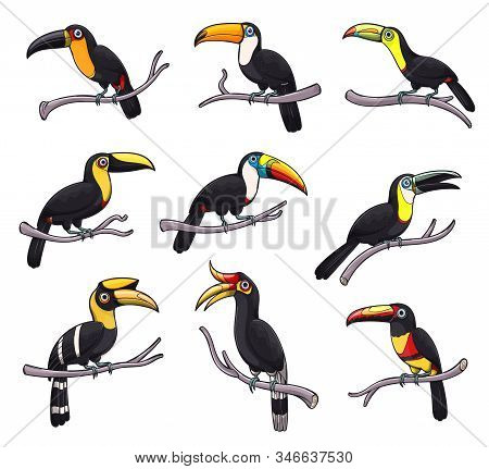 Toucan Exotic Bird Isolated Icons Of Tropical Jungle Animals Vector Design. Toucanet, Aracari, Toco 