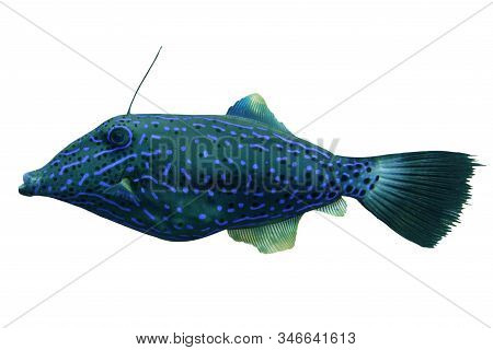 Tropical Coral Fish Scrawled Filefish Isolated On White Background