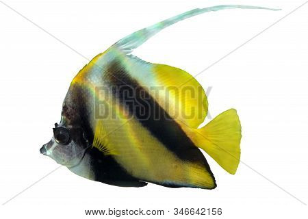 Tropical Coral Fish  Pennant ( Heniochus Acuminatus) Isolated On White Background