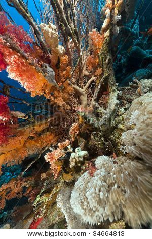 Longnose hawkfish, trópusi zátony, a Vörös-tengeren.