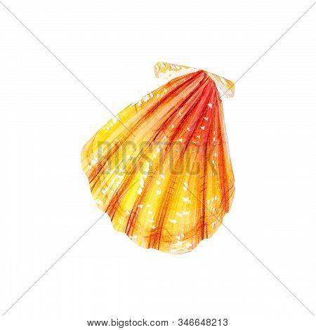 Yellow Sea Shell Scallop. Sea Bivalve Pectinidae. Nature Of The Ocean. Underwater Resident. Hand Dra