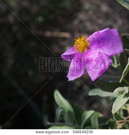 Purple Wild Flower, Cistus Albidus, In A Winter Sunny Day
