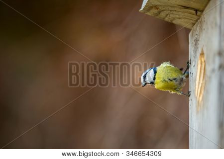 Blue tit Parus caeruleus on a bird house it inhabits - feeding the young. Shallow depth of field and background blurred