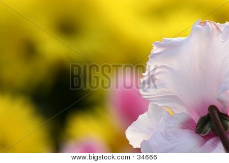 Bloom