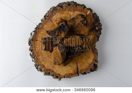 Chaga Mushroom Inonotus Obliquus On White Background