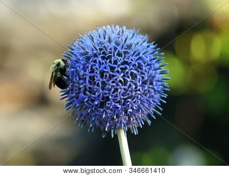 A Bee Pollinating A Globe Thistle Taplow Blue Flower