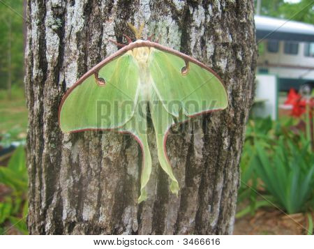 Actias luna