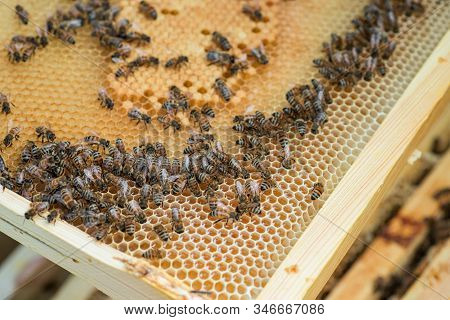 Beekeeper Looks For Selected Breeder Queen On Combframe With Sealed Brood. Water-carrying Bee On Woo